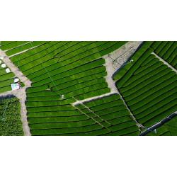 Чайная плантация Миура. Kawane Shizuoka, Japan.