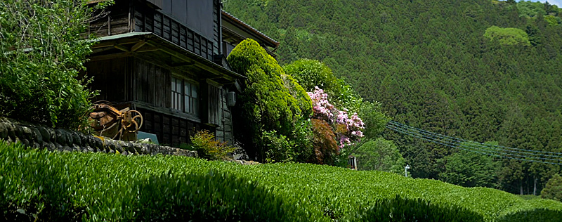 Чайная плантация Миура. Kawane Shizuoka, Japan.