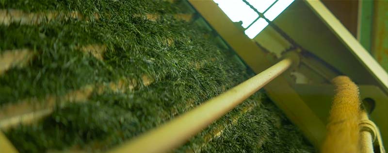 Производство чая на плантации Миура. Kawane Shizuoka, Japan.